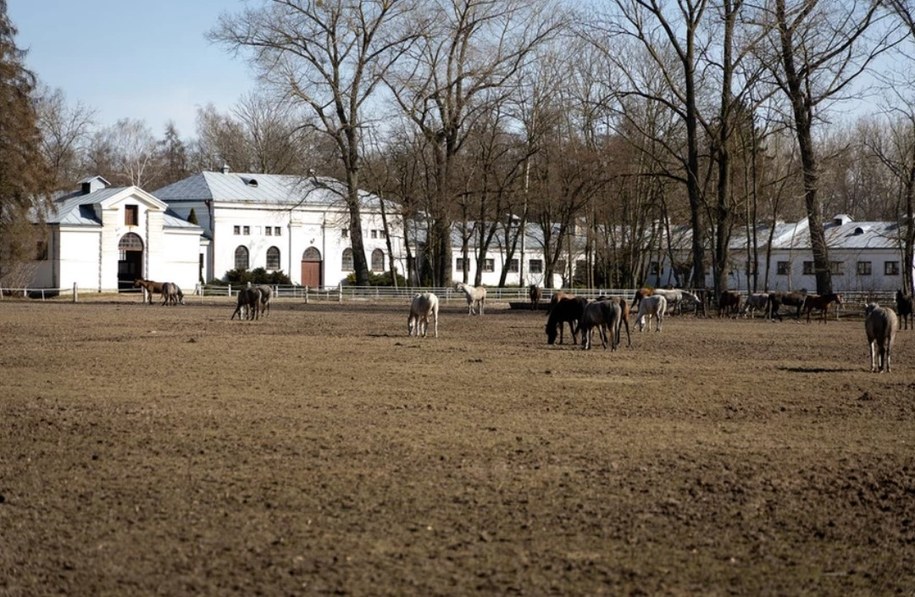 Stadnina koni w Janowie Podlaskim /Archiwum RMF FM