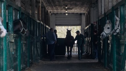Stadnina w Janowie Podlaskim ma nowego prezesa 