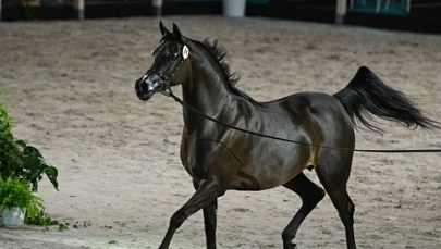 Stadnina w Janowie Podlaskim pod lupą prokuratury