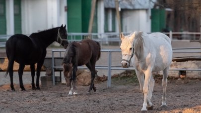 Stadnina w Janowie Podlaskim: Potężne straty, miażdżące wyniki kontroli