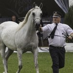 Stadnina w Janowie Podlaskim sprzedaje konie z wolnej ręki. Nie ujawnia jednak kwot