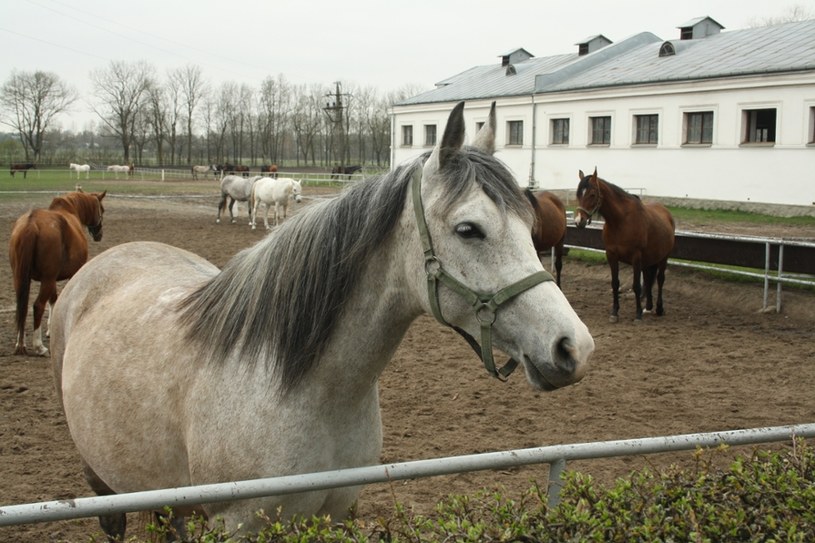 Stadnina w Janowie Podlaskim /Polska Press /East News