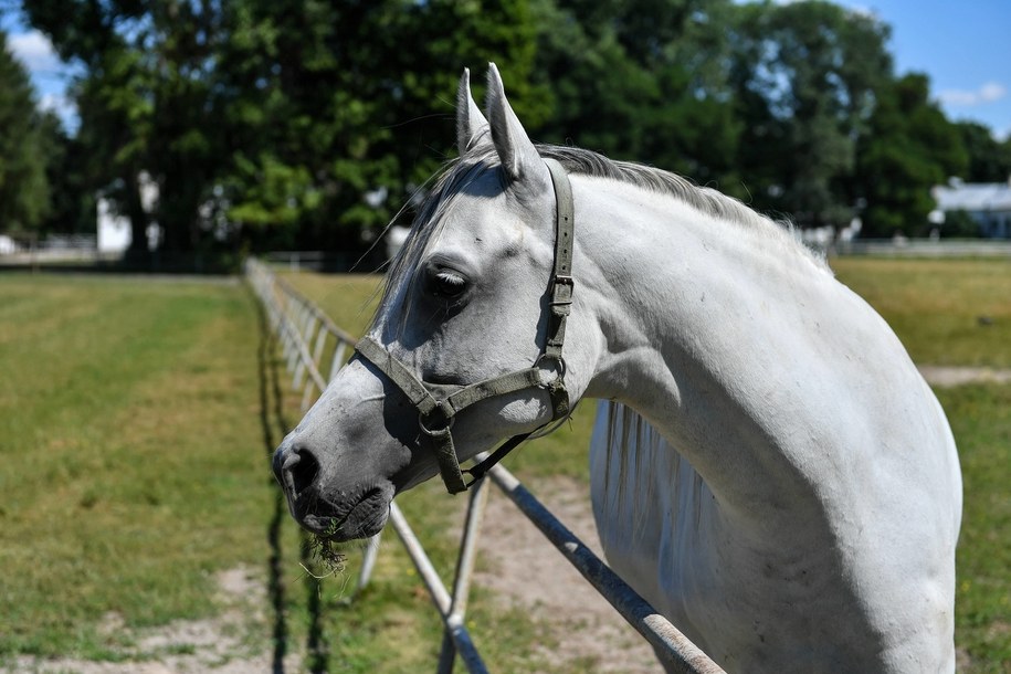 Stadnina w Janowie Podlaskim /Wojtek Jargiło /PAP