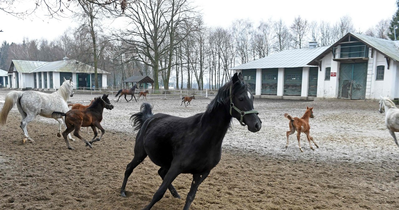 Stadnina w Janowie Podlaskim /AFP