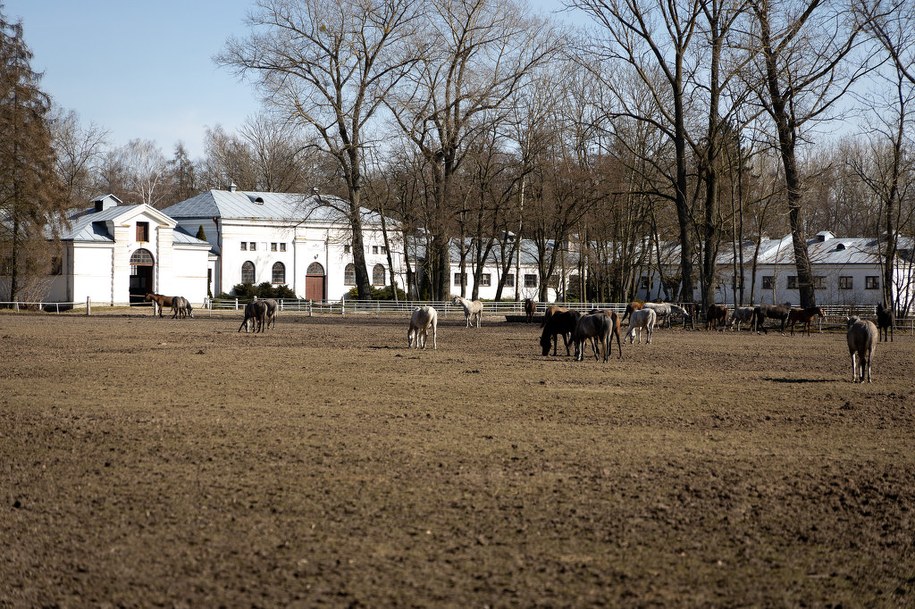 Stadnina w Janowie Podlaskim /Michał Dukaczewski /RMF FM