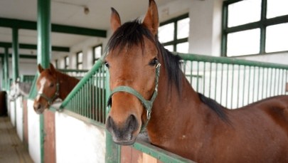 Stadnina w Michałowie była zarządzana prawidłowo. Reporter RMF FM dotarł do wyników audytu