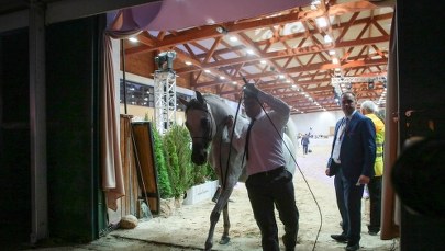 Stadniny w Michałowie i Janowie wystawią na 50. aukcji Pride of Poland 22 konie 