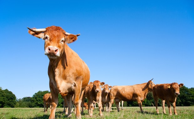 Stado byków uciekło z gospodarstwa. Trwa pogoń za zwierzętami