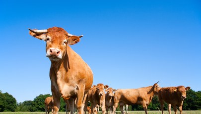 Stado byków uciekło z gospodarstwa. Trwa pogoń za zwierzętami