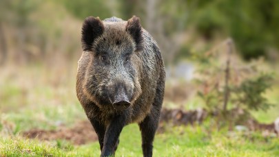 Stado dzików przy przystanku tramwajowym [FILM]