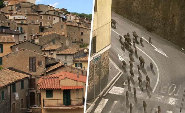 Stado dzików terroryzuje włoskie miasteczko. Zdjęcia budzą grozę