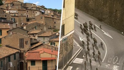 Stado dzików terroryzuje włoskie miasteczko. Zdjęcia budzą grozę