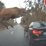 Stado jeleni na drodze. Jeden nie zdążył przeskoczyć nad bmw [NAGRANIE]