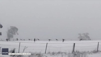 Stado kangurów skacze na śniegu. Sroga zima w Australii