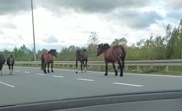 Stado koni na drodze krajowej. Zobacz nagranie z okolic Ełku