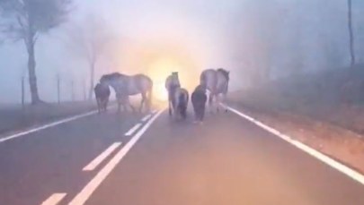 Stado koni na drodze. Wystraszyły je fajerwerki