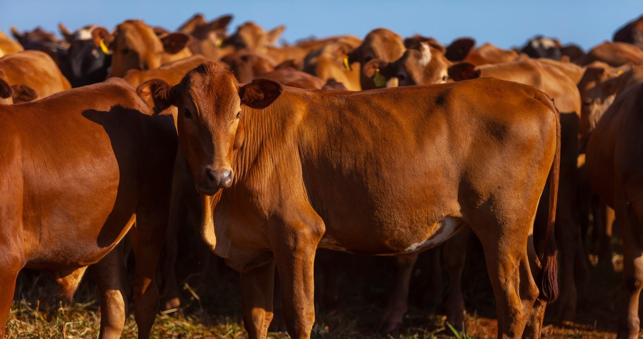 Stado krów na farmie w stanie Mato Grosso du Sul (Brazylia) /123RF/PICSEL