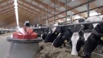 Stado krów pod opieką robota