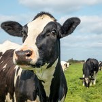 Stado krów terroryzuje miasteczko w Kanadzie 