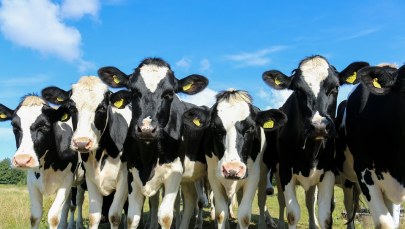 Stado krów uciekło i żyło kilka lat na wolności. Teraz ma zostać wybite