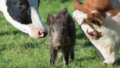 Stado krów zaadoptowało osieroconego dzika. Malec czuje się wśród nich jak w rodzinie