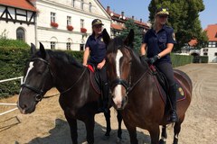 Stado Ogierów Książ - główny ośrodek hodowli koni rasy śląskiej