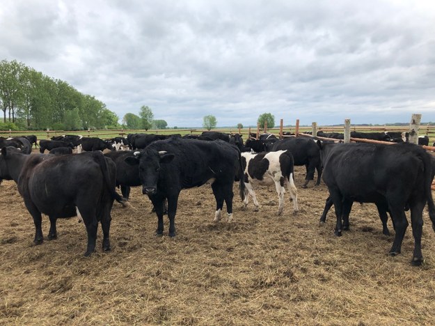 Stado około 170 sztuk bydła, które przez lata żyło wolno na łąkach w okolicach Ciecierzyc, niedaleko Gorzowa Wlkp. w Lubuskiem /Mateusz Chłystun /RMF FM