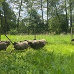 Stado owiec "strzyże" trawę w parku Arkadia