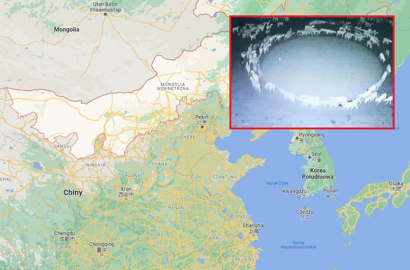 Stado pochodzi z regionu Mongolii Wewnętrznej w północnych Chinach /Google Maps/twitter.com/PDChina /materiał zewnętrzny