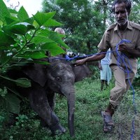 Próba złapania miesięcznego słonia