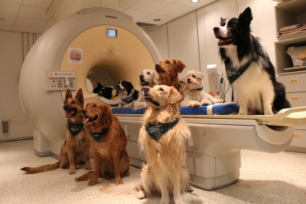 Stado psów przyzwyczajonych do badań rezonansem magnetycznym /Eniko Kubinyi /materiały prasowe