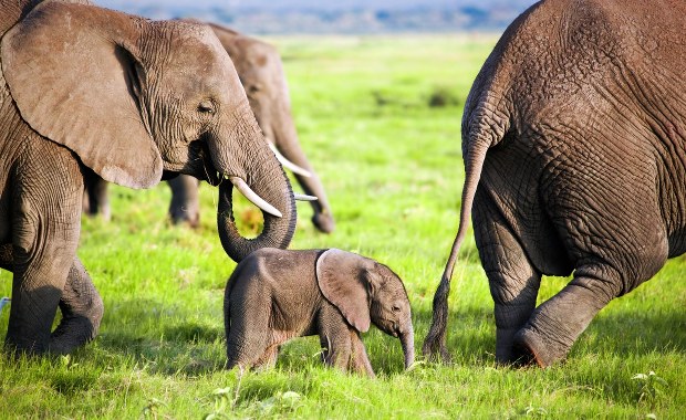 Stado słoni zdeptało samochód. Wcześniej auto potrąciło słoniątko