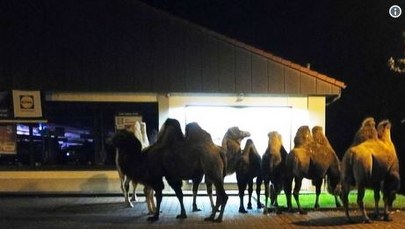 Stado wielbłądów przed sklepem. Promocja? 