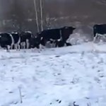 Stado zdziczałych krów żyje koło Czarnobyla na Ukrainie [ZOBACZ FILM]