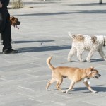 atak psa Stajemy się zakładnikami psów? Pogryzienia i uciążliwe szczekanie w bloku są coraz częstsze