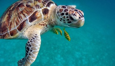 Stało się dla nas jasne, dlaczego żółwie morskie mają taką słabość do... plastiku