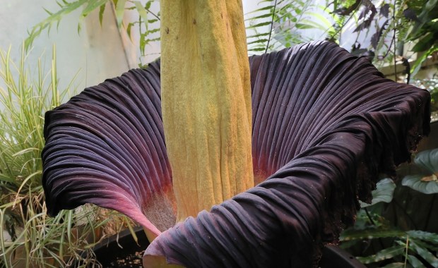 Stało się. Dziwidło olbrzymie zakwitło w stolicy