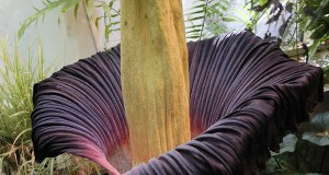 Stało się. Dziwidło olbrzymie zakwitło w stolicy