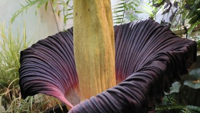 Stało się. Dziwidło olbrzymie zakwitło w stolicy