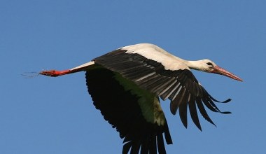 Stało się. Pierwsze bociany zleciały się na polski biegun zimna