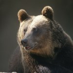 Stały się mniejsze i rzadziej atakują. Przyczyna jest zaskakująca