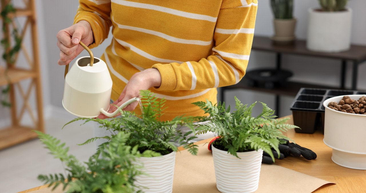 Stan paprotki może pogorszyć się zimą. Co zrobić, by znów zaczęła wypuszczać nowe pędy? /Pixel