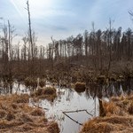 Stan polskich bagien nie jest dobry. Rusza kluczowy program ochrony mokradeł