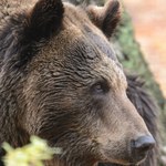 Stan wyjątkowy w słowackim mieście Wysokie Tatry. Rozrabiają tam niedźwiedzie!