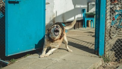 Stan zagrożenia w Suwałkach. Uważajcie na psy i koty