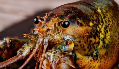 Stanowczy zakaz wejdzie w życie. Obejmie większość skorupiaków