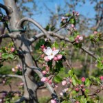 jabłka Stara jabłoń znów będzie rodzić jak dawniej. Wystarczy ten zabieg