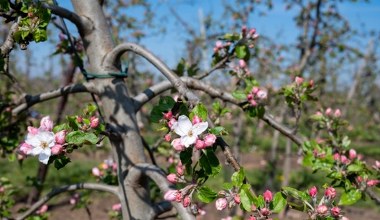 Stara jabłoń znów będzie rodzić jak dawniej. Wystarczy ten zabieg
