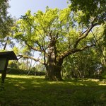 ​Stare drzewa mają ogromny wpływ na środowisko. Pomagają przystosować się do zmian klimatu