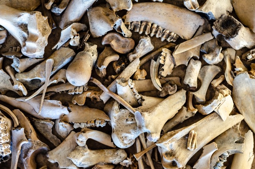 Starożytne flety z kości znaleziono w Izraelu. Liczą 12 000 lat 